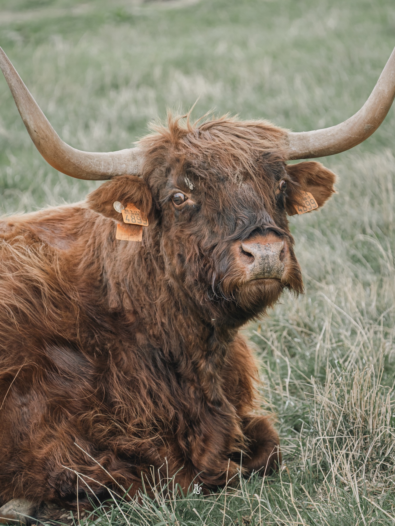 LUCKY STUD - 09092026 foto 76